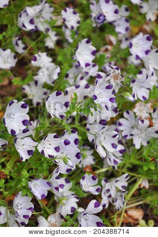 Baby Blue Eyes (nemophila Maculata)