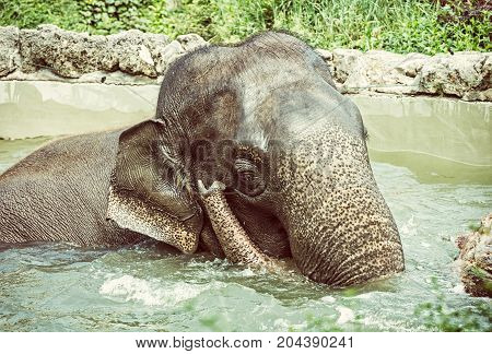Elephant taking a refreshing dip in the water. Animal theme. Funny photo. Beauty photo filter.