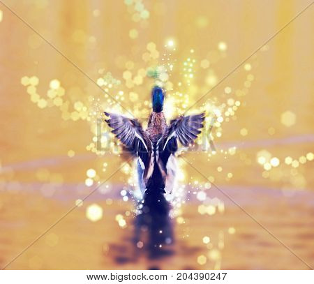 Mallard duck - Anas platyrhynchos - fly out of yellow water. Red photo filter. Bird scene. Shimmering background.