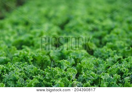 Rows Of Salad On A Large Field