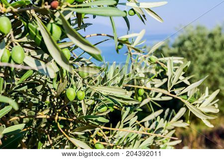 View on the canopy of green olive tree at Mediterranean sea.