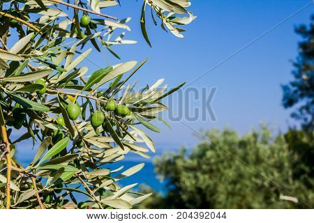 View on the canopy of green olive tree at Mediterranean sea.