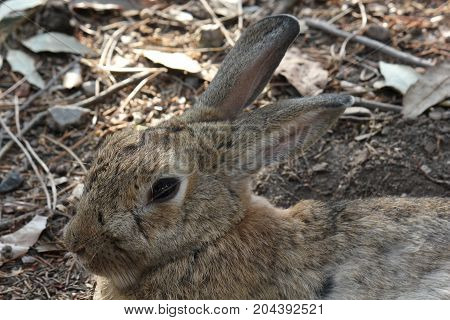 MARINA DI MASSA, ITALY - AUGUST 22 2015: Light brow rubbit muzzle close up