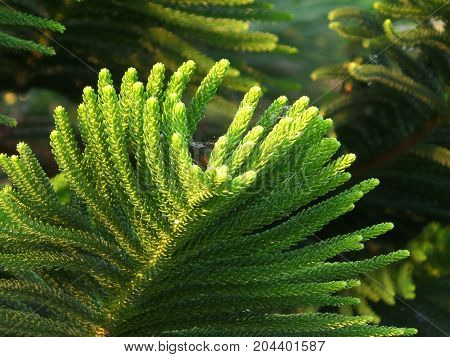 Closed up Vibrant Green Leaves of Cook Pine Tree in the Afternoon Sunlight with Selective Focus
