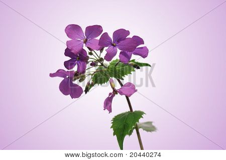 Lunaria、花舞台正直
