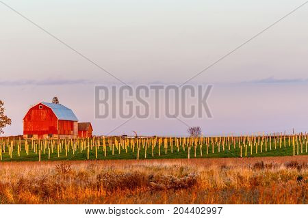 Wisconsin red barn next to a field of ginseng