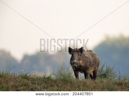 Wild Boar On Meadow
