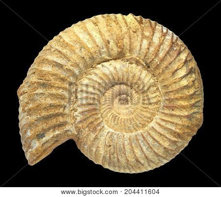 Well preserved fossilization of an extinct ammonite.