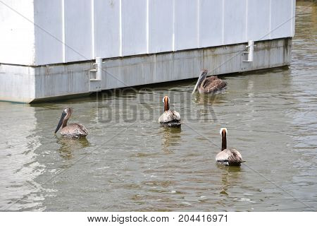 brown pelicans in the water close to shore