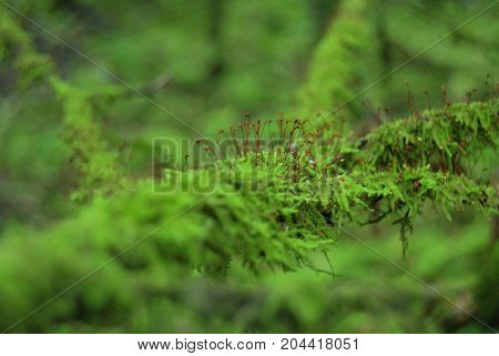 Branch of a tree covered with beautiful thick green moss