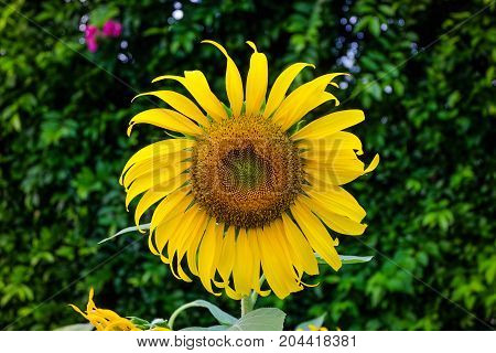 Sunflower blooming in the garden Thailand for nature background or texture.