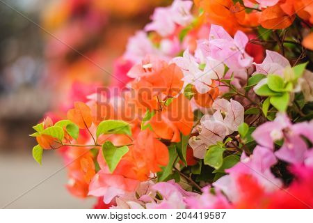 The beautiful Bougainvillea Flowers blooming in the garden.
