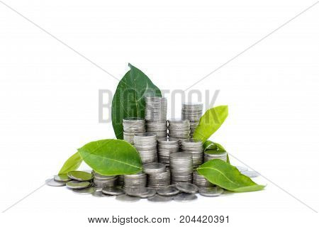 Saving money for your investment future (habit) is similar to growing green leaves on tree isolated on white background - saving & economical concept.