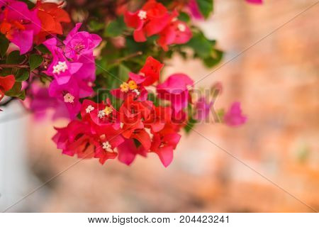The beautiful Bougainvillea Flowers blooming in the garden.