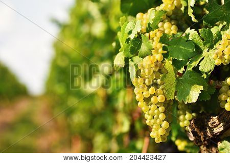 Vineyards At Sunset In Autumn Harvest. Ripe Grapes.wine Region, Southern Moravia - Czech Republic. V