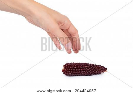 Indian Corn In Hand Isolated On White Background