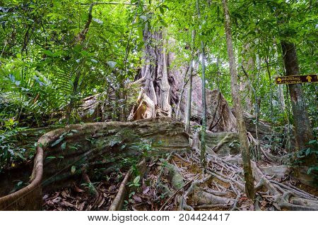 Scenery In Khao Sok National Park In Thailand. Khao Sok National Park The Rain Jungle Forest In Sura