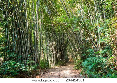 Scenery In Khao Sok National Park In Thailand. Khao Sok National Park The Rain Jungle Forest In Sura