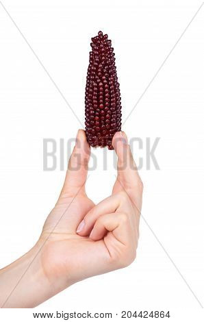 Indian Corn In Hand Isolated On White Background