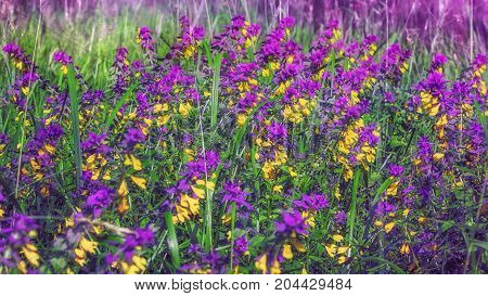 Purple with yellow forest wildflowers Ivan-da-Marya - Melampyrum Nemorosum - on a meadow under the sunlight. Selective focus.
