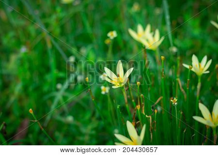 Little yellow flowers in the green garden