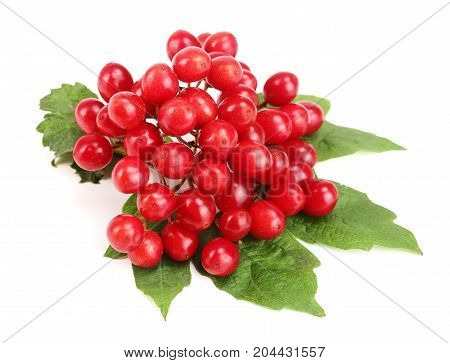 Viburnum berries with leaves isolated on white background.