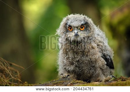 Young eurasian eagle owl in forest. Cute fluffy baby owl