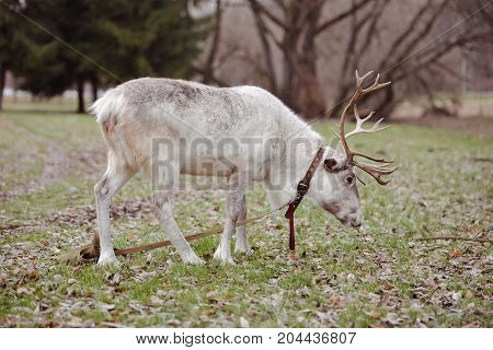 white reindeer walks in the park in spring or autumn