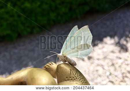 Beautiful night butterfly (Campaea margaritaria) in summer