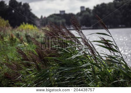 Kralingsebos Rotterdam park view close up plants