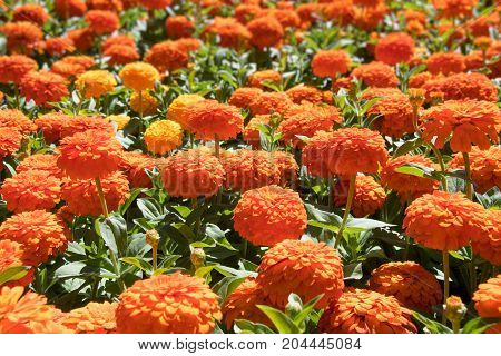 Orange zinnia with double flowers in a garden on a sunny day.