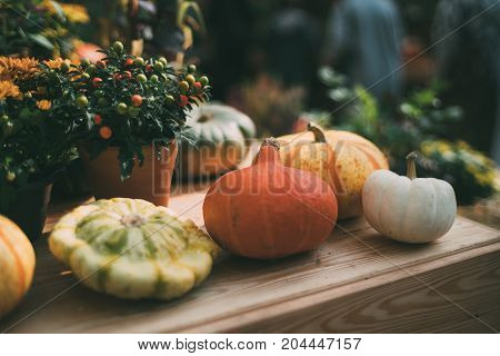 Multiple pumpkins of various form type color and size are laying on wooden shelf near zucchini flowers and decorative fruits in pots after autumn gathering shallow depth of field