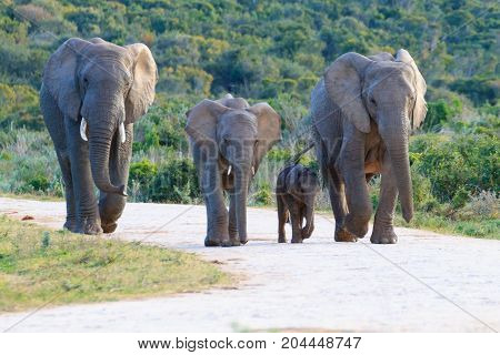 Family Of Elephants From South Africa