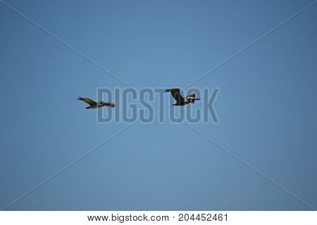 brown pelican  in flight near Canaveral national seashore in Florida