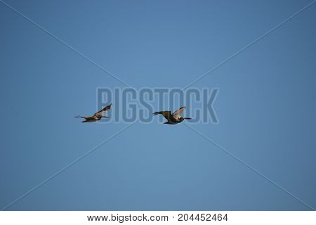 brown pelican  in flight near Canaveral national seashore in Florida