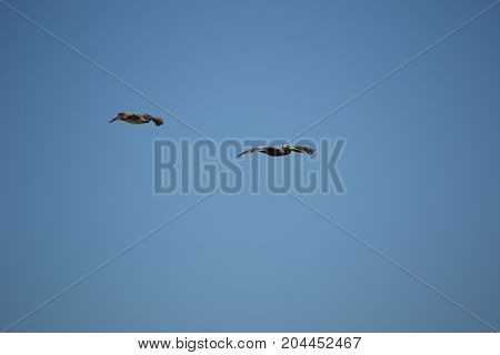 brown pelican  in flight near Canaveral national seashore in Florida