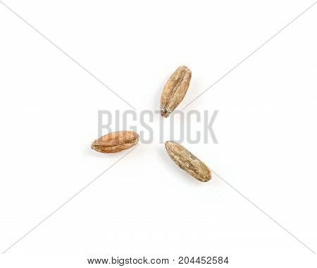 Three Rye Grain Kernels on a White Background