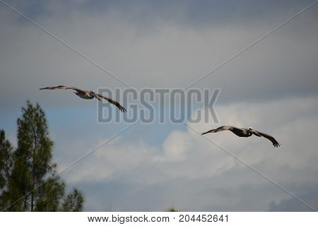 brown pelican  in flight near Canaveral national seashore in Florida