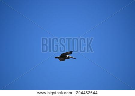 brown pelican  in flight near Canaveral national seashore in Florida