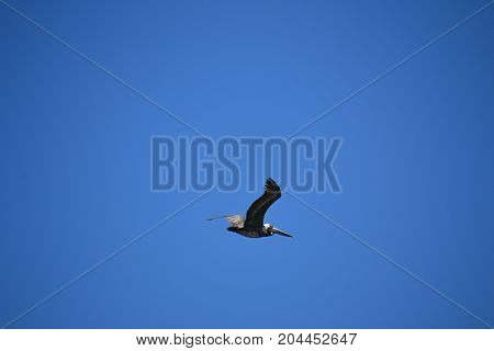 brown pelican  in flight near Canaveral national seashore in Florida