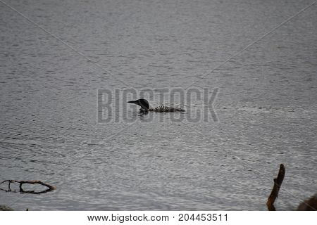 common loon on a rainy morning in northern michigan