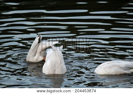 Three ducks play joyfully in the lake
