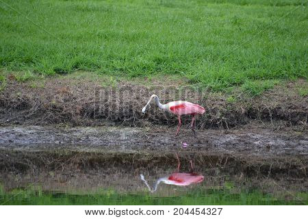 roseate spoonbill are a beautiful pink wading bird