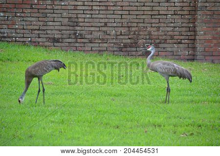 sandhill cranes are large  semi aggressive wading birds