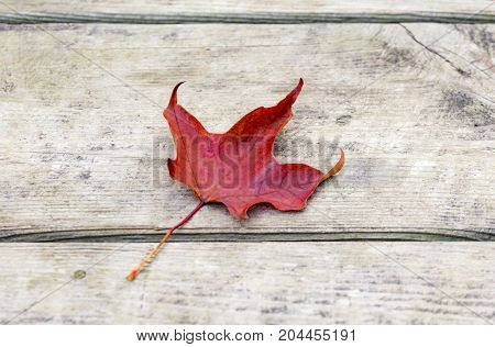 Vibrant red maple leaf lying on rustic wooden background edges slightly curled. Autumn or Canada concept