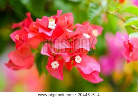 The beautiful Bougainvillea Flowers blooming in the garden for background or texture.