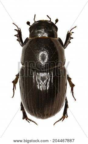 Dung Beetle Aphodius on white Background - Aphodius (Teuchestes) fossor (Linnaeus 1758)