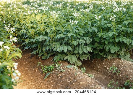 Potato flowers blooming in the field. Field with flourishing potato plants (Solanum tuberosum)