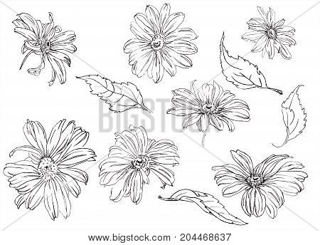 Collection of hand drawn Summer flowers chamomile