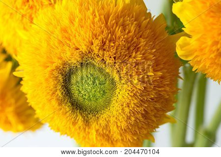 Bunch of sunflowers Teddy Bear in a glass vase. A dwarf sunflower plant with multiple large yellow golden double flowers
